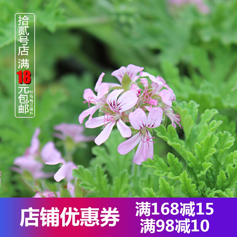 驱蚊草苗盆栽室内灭虫杀蚊子植物驱蚊子绿植花卉香叶