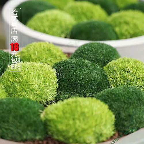 爱尔兰珍珠草苗耐寒常绿开花