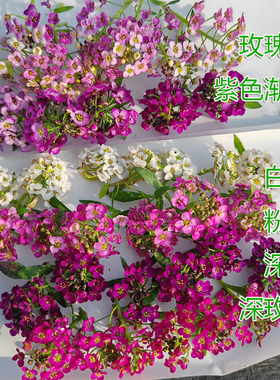 香雪球盆栽苗 耐寒垂吊植物多季开花好养阳台庭院秋播冬天开花