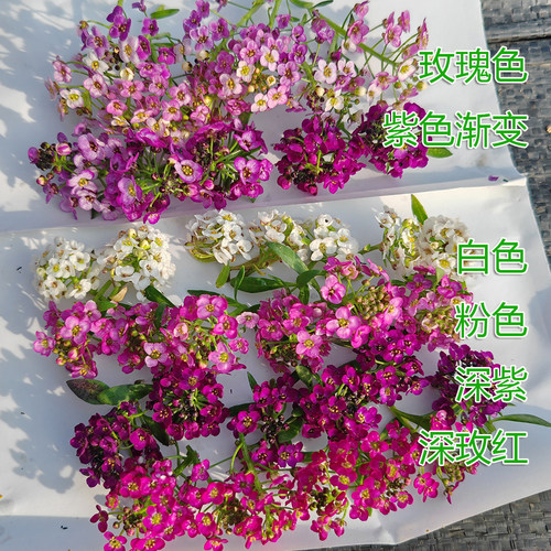 组盆盆栽苗盆栽苗庭院香雪球多季