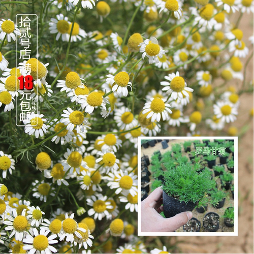 洋甘菊德国罗马纯露精油