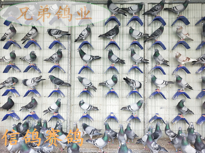 活体鸟鸽子成绩信鸽比赛鸽公棚鸽鸟