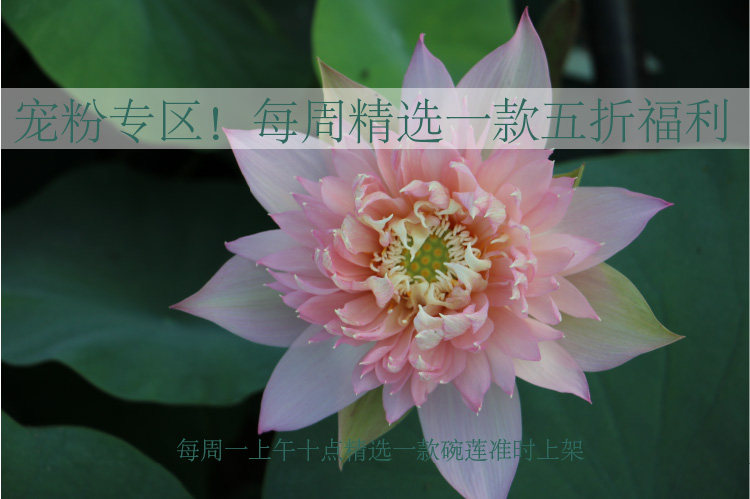 宠粉专属五折团购 夏季碗莲或睡莲团购专享