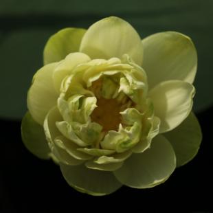 【不二的花园】小绿荷 小型绿色复瓣碗莲荷花水生花卉多年生绿植