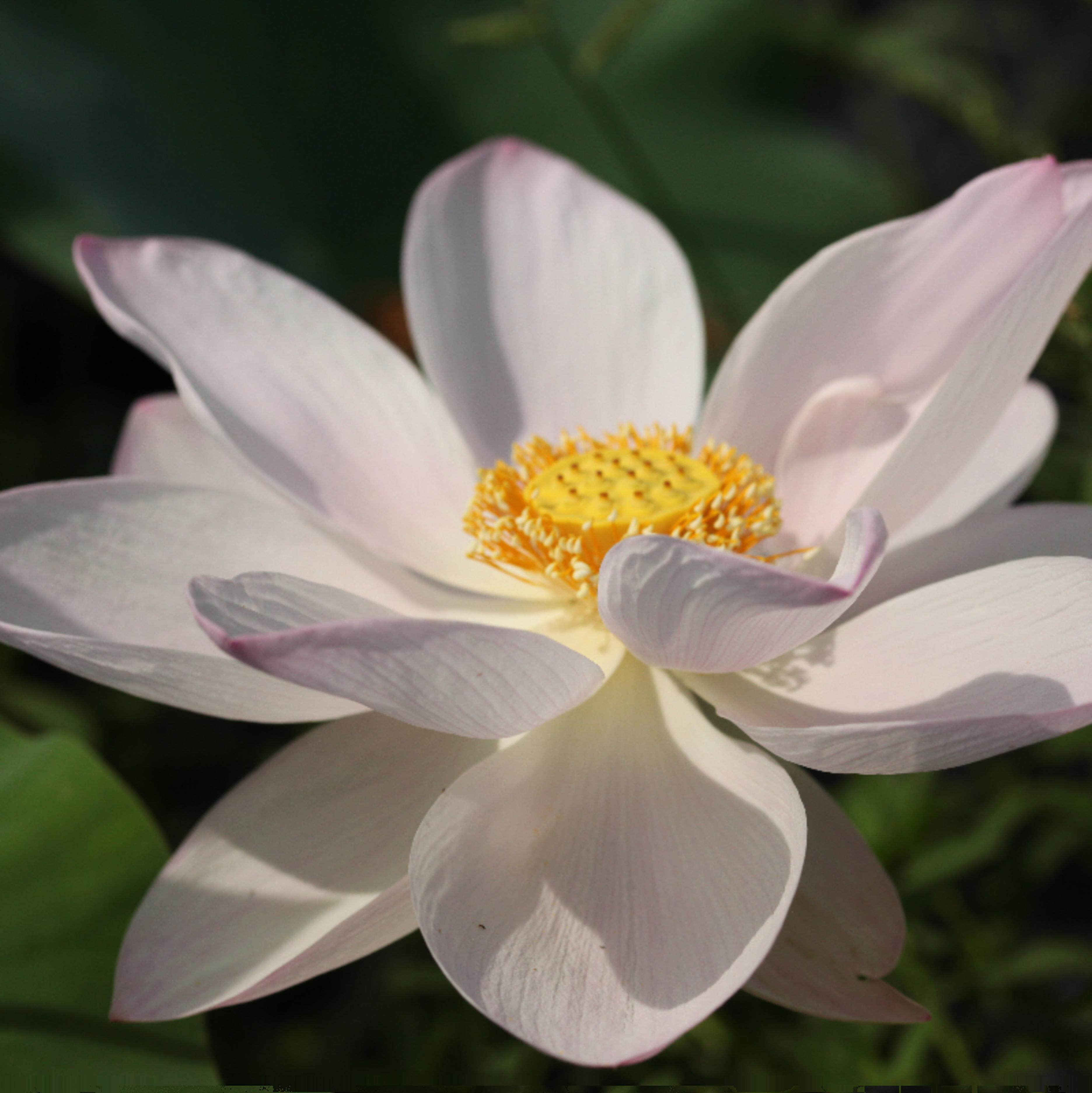 【不二的花园】瑶池幻影 中型粉色单瓣碗莲荷花水生花卉绿植园艺