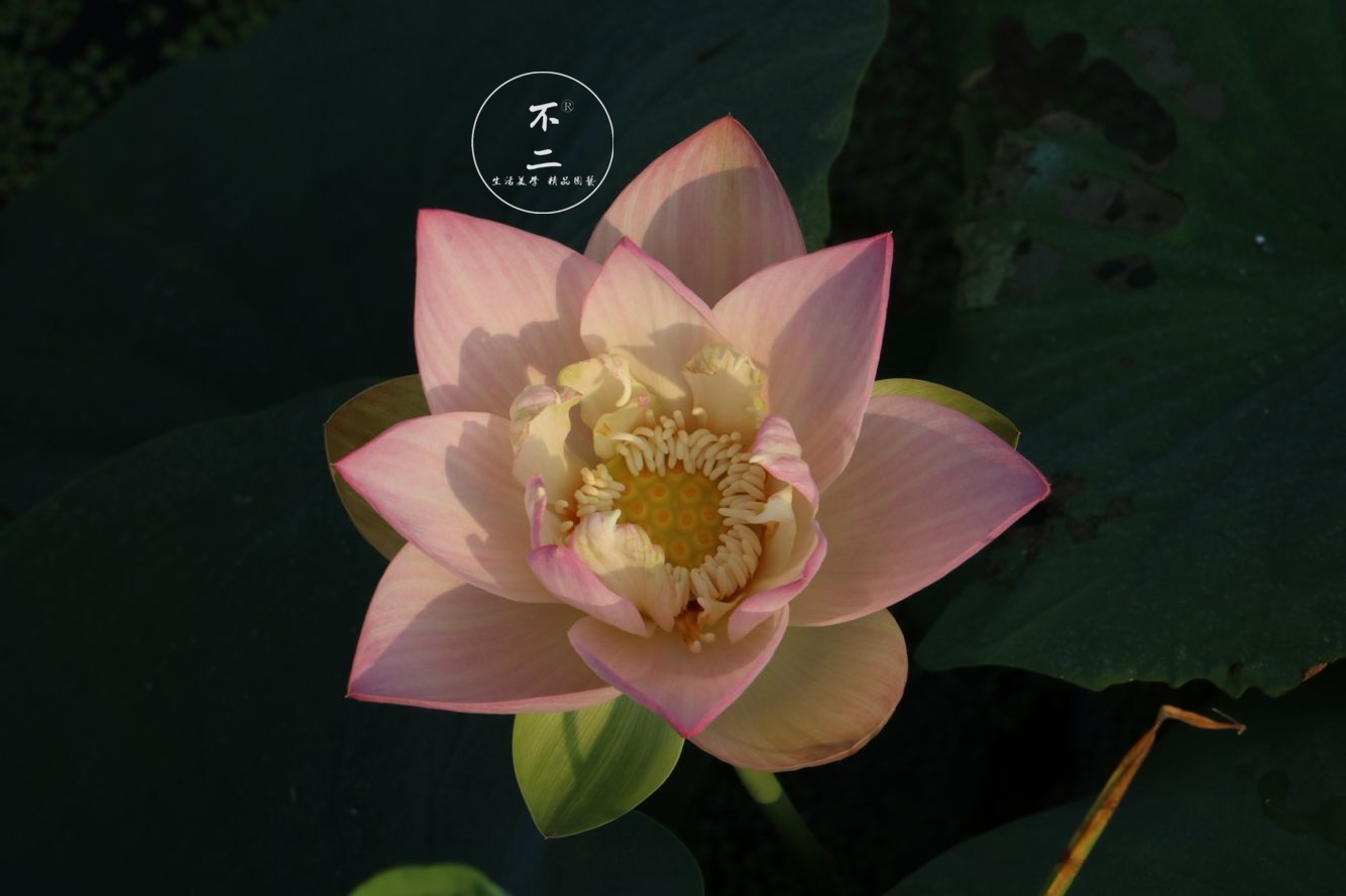 【不二的花园】小三色 小型丰花粉色碗莲 包活包开花包对 成品苗