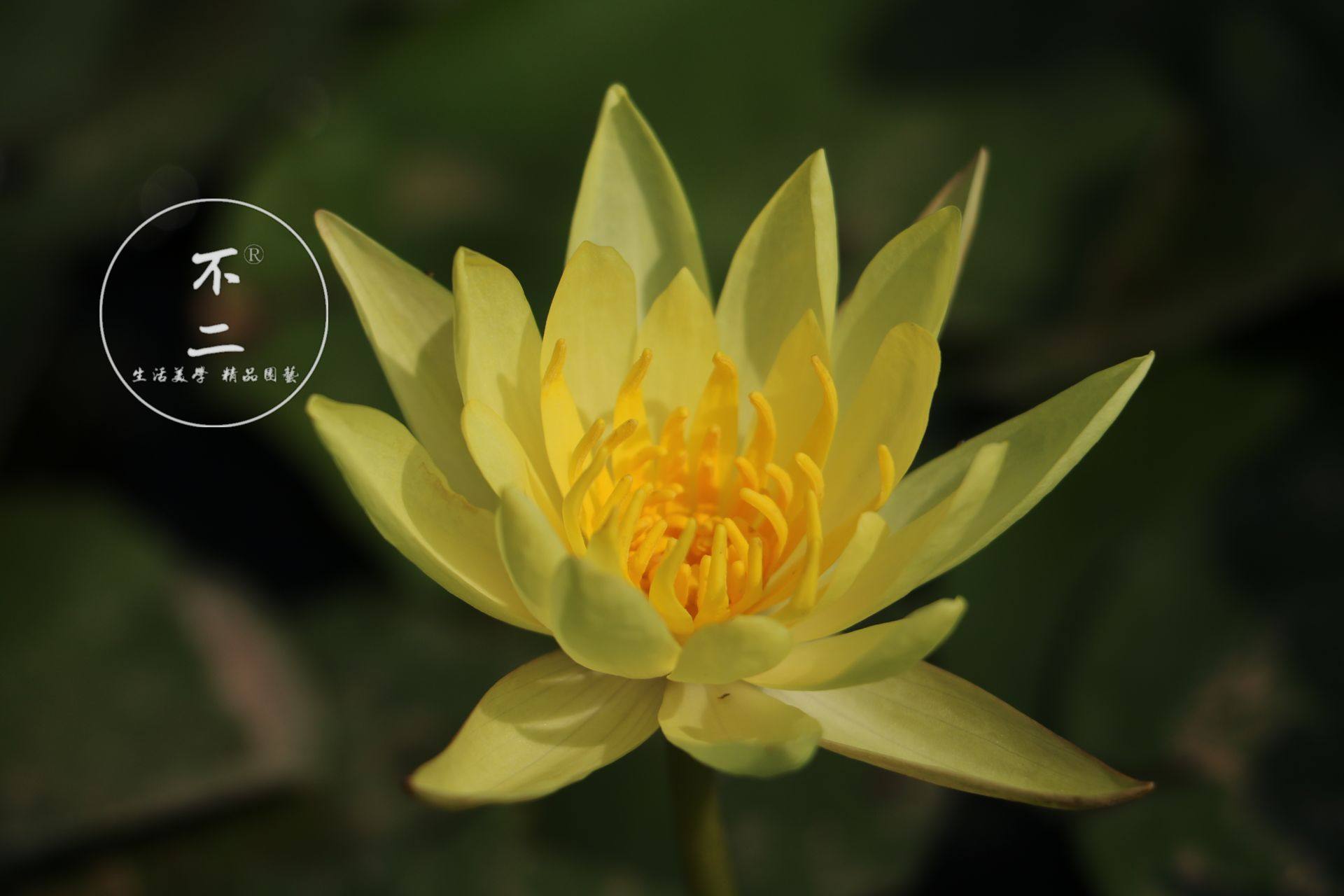 【不二的花园】 墨西哥黄 zucc  睡莲水生花卉 包活包开花包对版