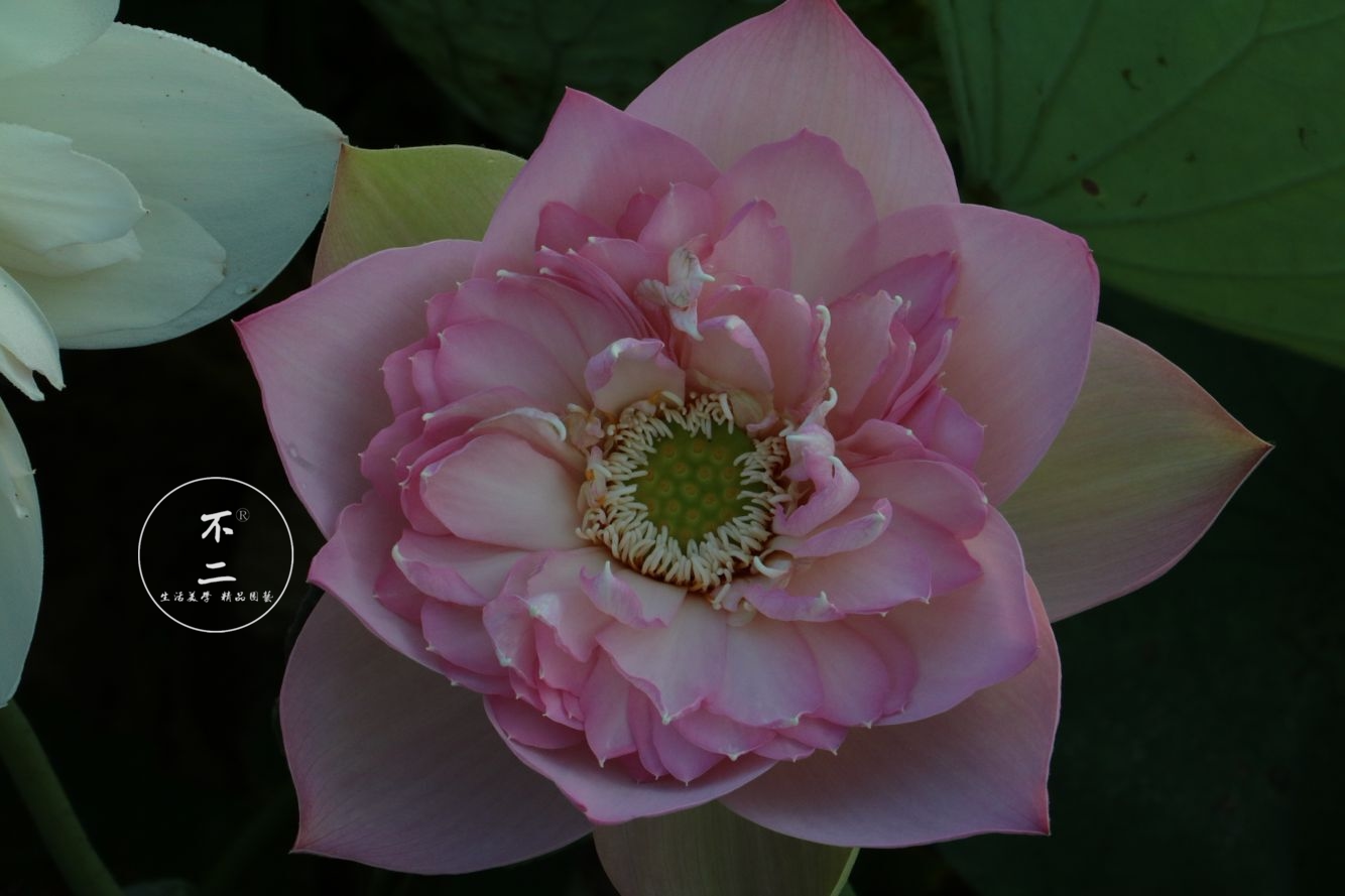 【不二的花园】渭城朝雨 小型碗莲夏季成品苗  丰花