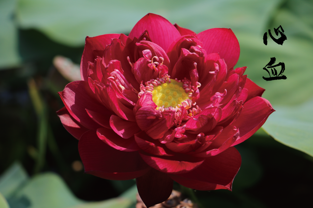 【不二的花园】 心血  碗莲荷花种藕水生花卉 包活包开花包对版