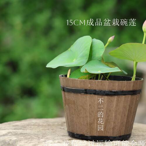 【不二的花园】 碗莲精品15cm成品盆栽碗莲带盆带花苞发货包对版