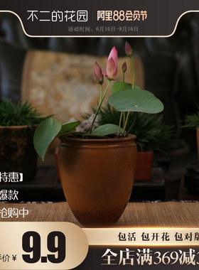 不二碗莲夏季成品水生荷花