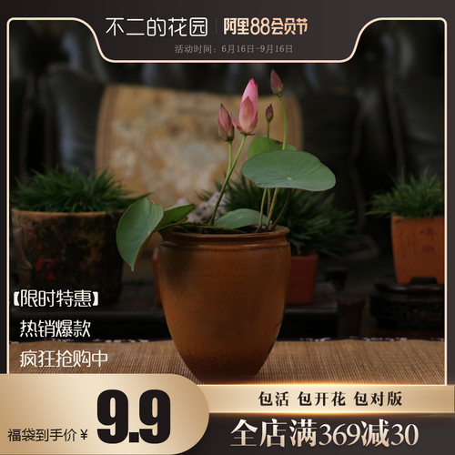 不二碗莲夏季成品水生荷花