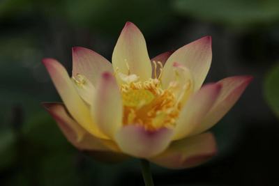 碗莲荷花水生花卉阳台露台春夏