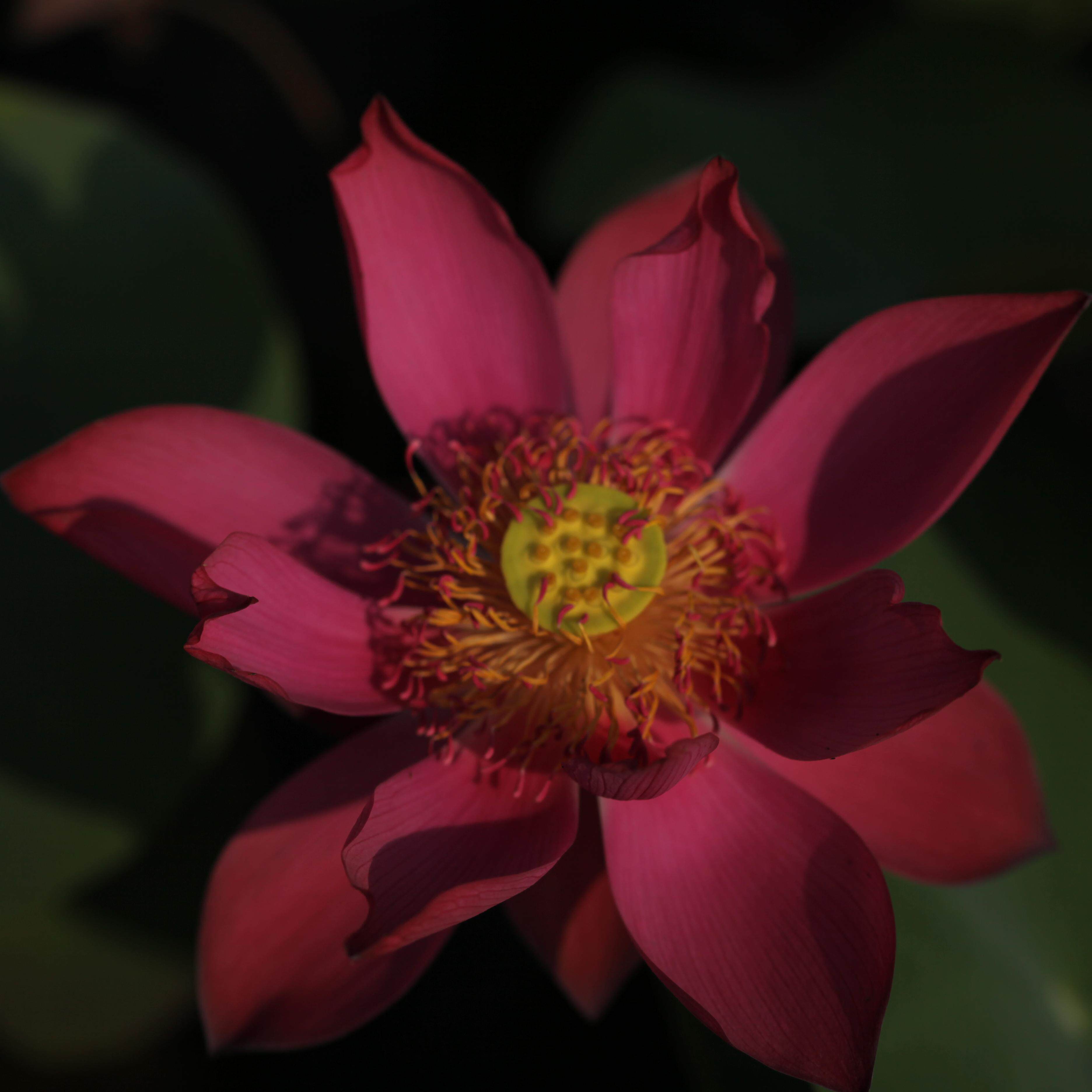 【不二的花园】火烈鸟 中型复瓣大红色碗莲荷花水生花卉绿植园艺