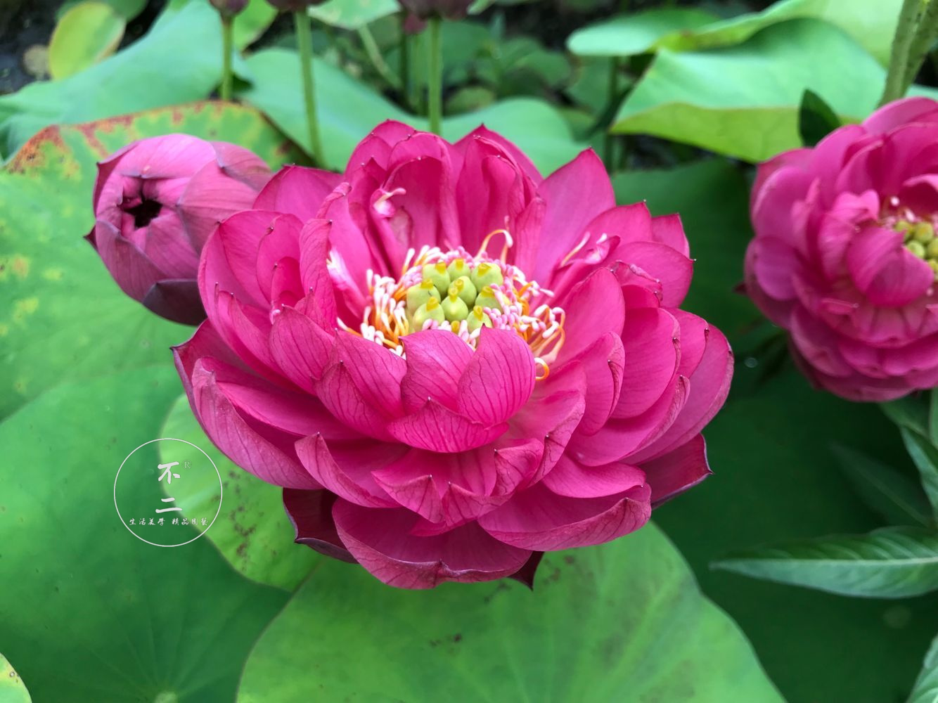 【不二的花园】晓春 小型  碗莲夏季成品苗  2020年新品特惠