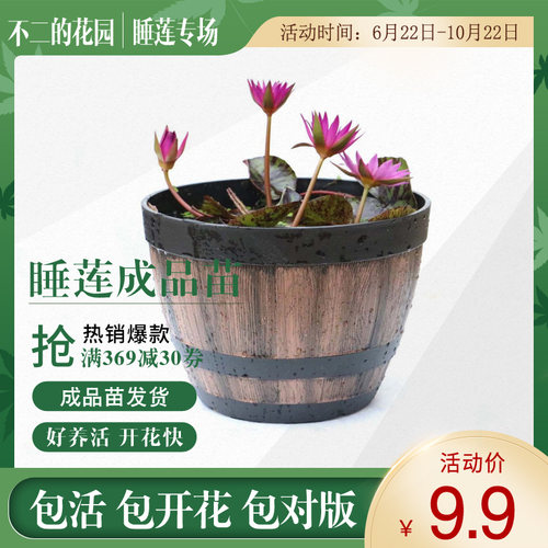 【不二的花园】睡莲裸根苗 水生花卉绿植草缸生态缸夏季植物庭院 - 封面