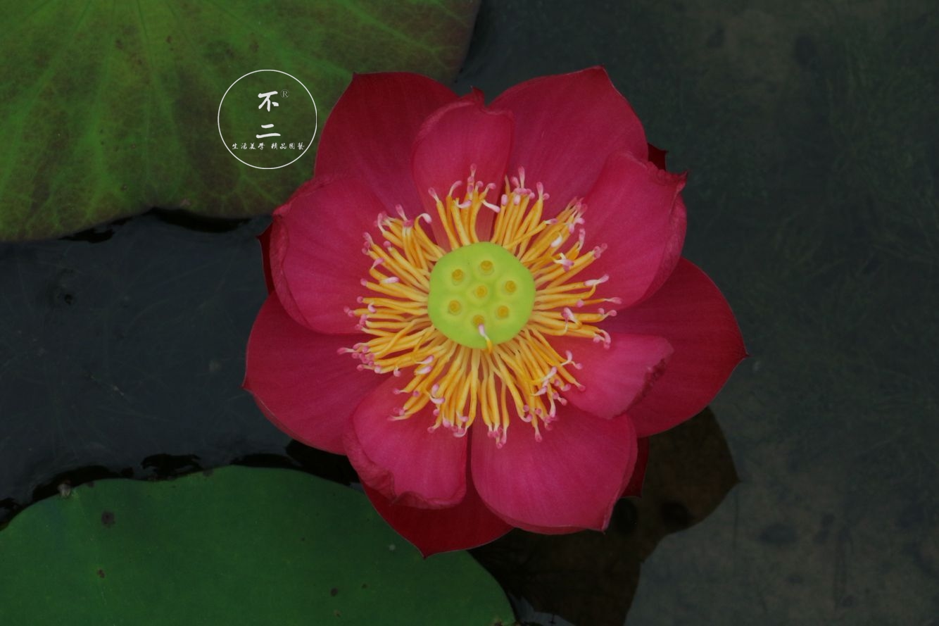 【不二的花园】姬荷-嫣 2019年新品 红紫色微型碗莲丰花品种