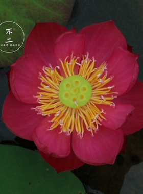 【不二的花园】姬荷-嫣 2019年新品 红紫色微型碗莲丰花品种