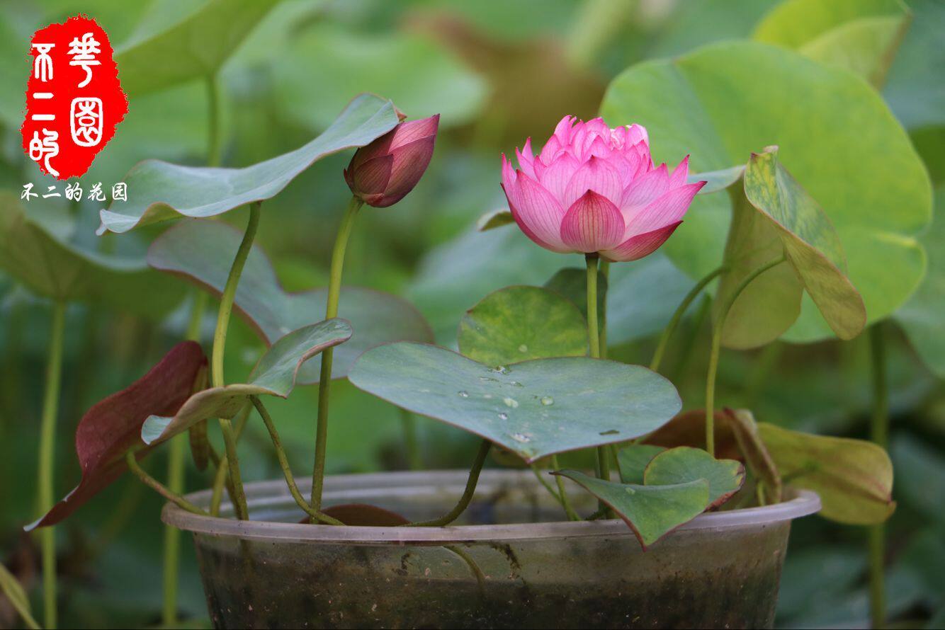 【不二的花园】红裙 极微型碗莲极丰花 包活包开花包对版