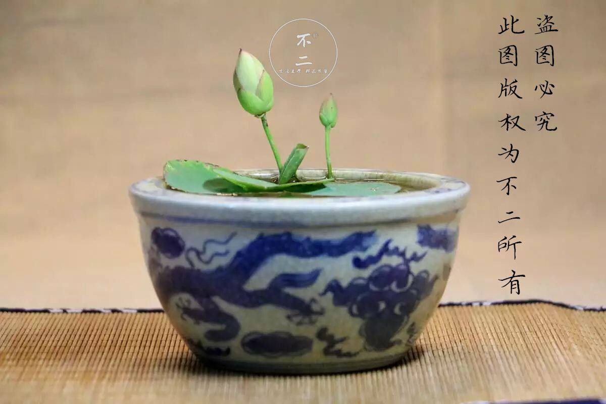 【不二的花园】湘妃女 微型碗莲成品苗 包活包开花包对版