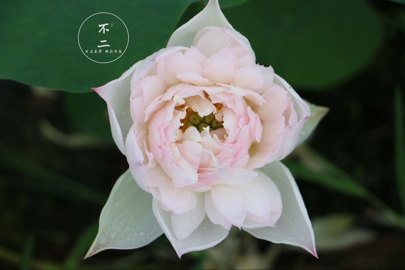 【不二的花园】清雅 小微型碗莲夏季成品苗 包活包开花