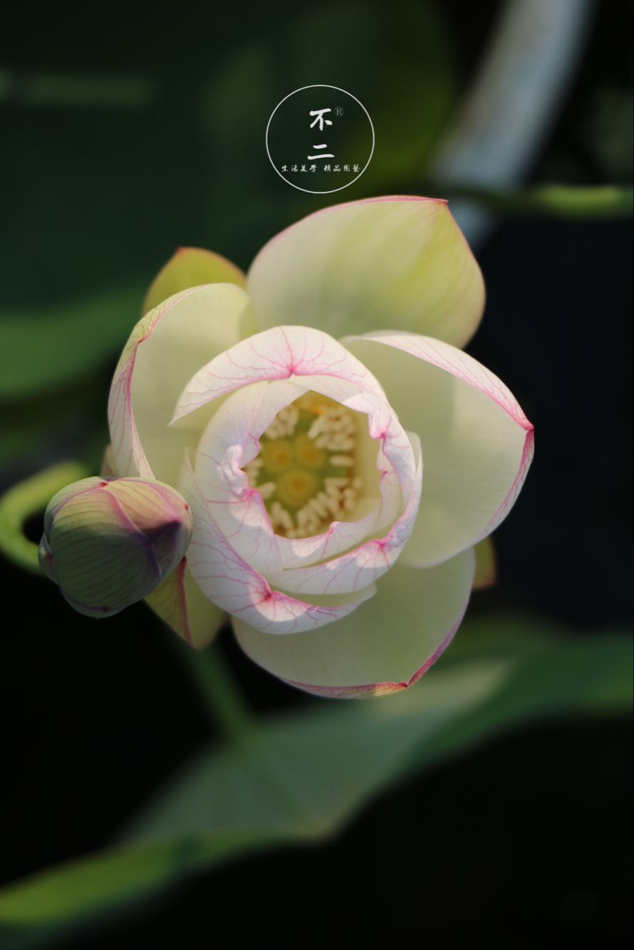 【不二的花园】池上 微型碗莲种藕晚花丰花 包活包开花包对版
