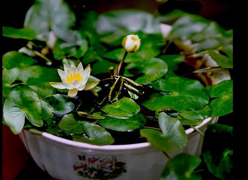 不二的花园小海芙拉微型包活睡莲