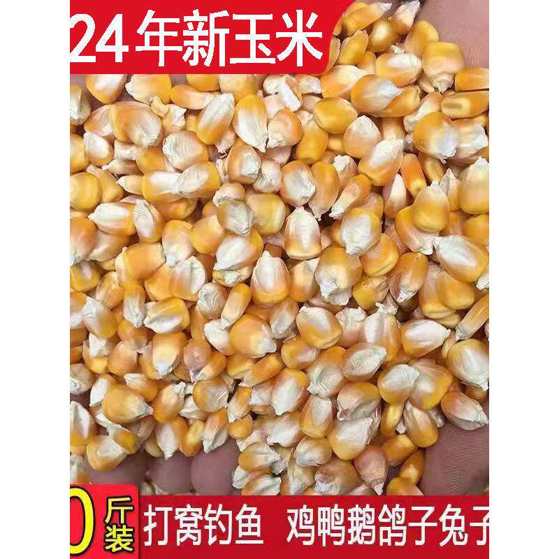 干玉米粒喂鸡鸭鹅鸟鸽子