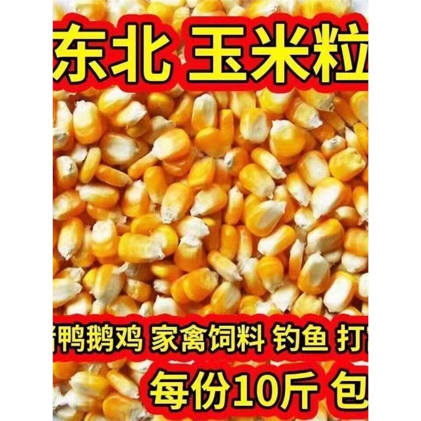 10斤玉米粒喂鸡鸭鹅鸽子