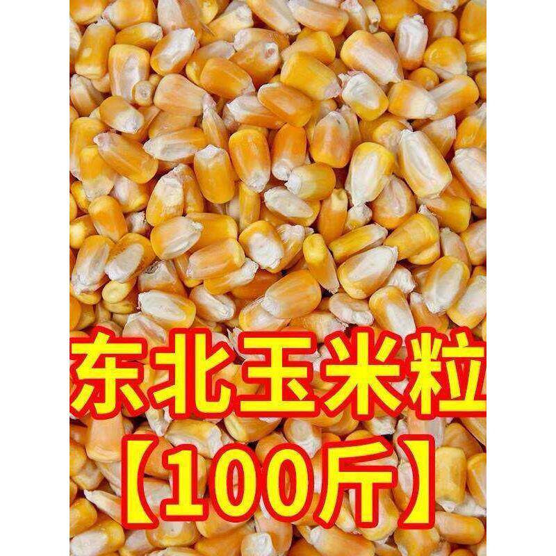 100斤24年东北大玉米粒干