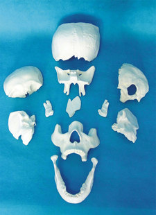 散骨11件 包邮 人体头骨模型 E骷髅头医用教学模型骨骼骨架