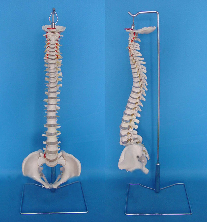 1:1人体脊椎骨骼模型可弯曲脊柱骨s骼骨架医用模型