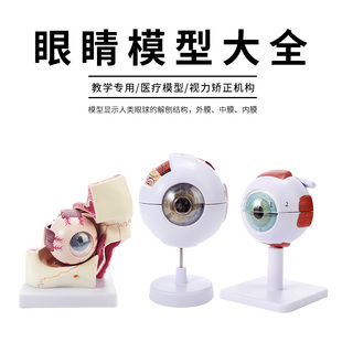 正品高端专业版医用人体眼球解剖模型眼睛解剖结构五官眼科模型