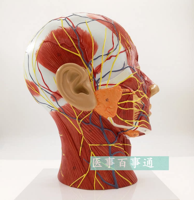 头部矢状解剖模型血管神经模型 美容面部神经血管模型微整形模型