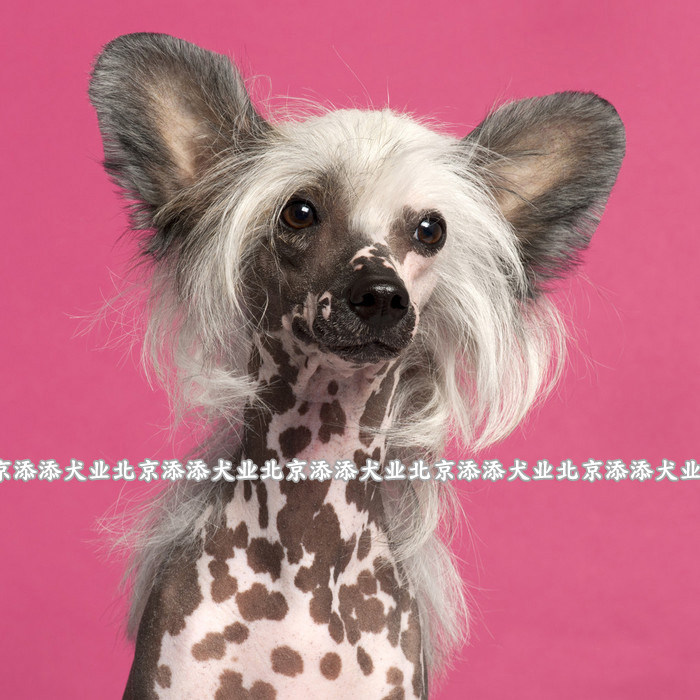 冠毛犬幼犬纯种活体狗狗宠物狗小型犬家庭伴侣巴西奶牛花