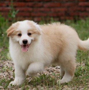 边牧幼犬纯种边境牧羊犬纯种狗狗金色边牧金边黄白犬舍血统