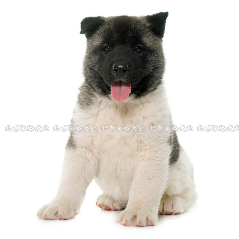美系秋田犬纯种幼犬狗狗活体肥美吃了没小众比熊黑白黄白犬舍直销
