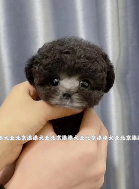 茶杯犬犬舍泰迪小型犬贵宾聪明