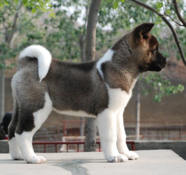纯种美系秋田犬幼犬狗狗大型犬公母都有忠犬八公同款黑白犬舍直销
