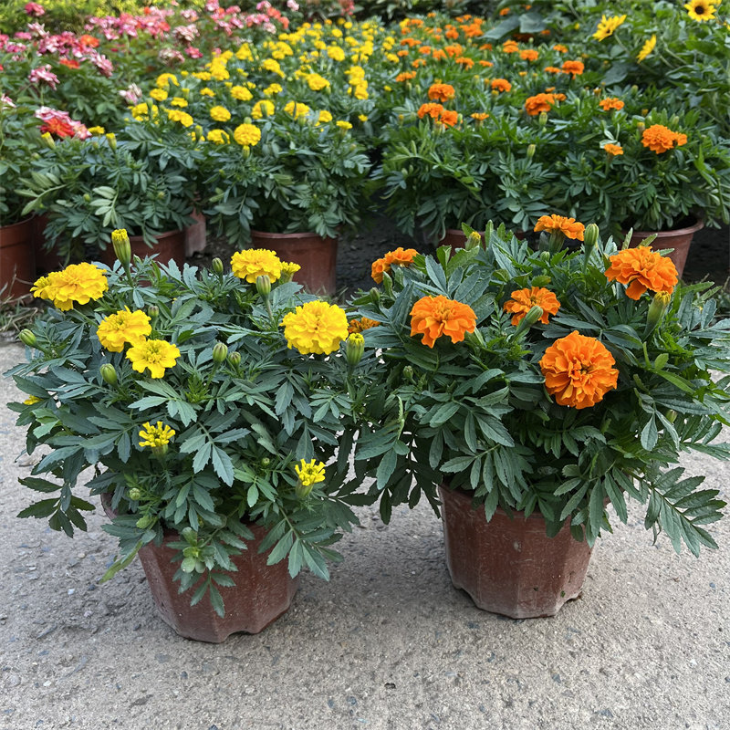 孔雀草万寿菊盆栽苗菊花带花苞四季室外阳台庭院花圃开花花卉植物