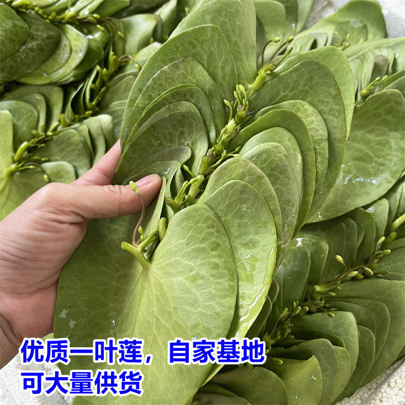 一叶莲水生水培植物碗莲观水草花卉鱼池四季开花室内好养带荷花苞