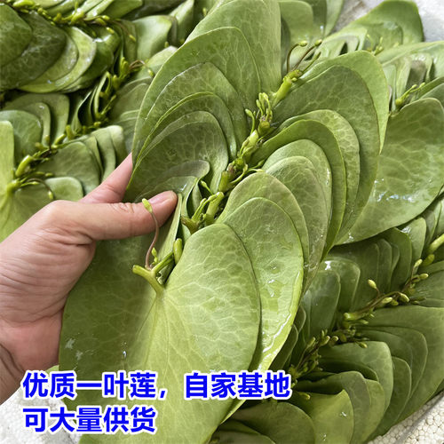 一叶莲水生水培植物碗莲观