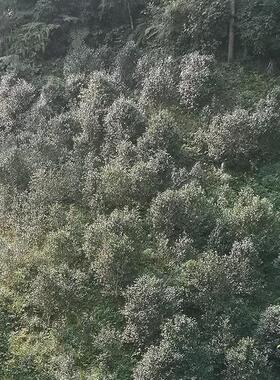 云南普洱茶易武产区瑶族丁家寨2022年古树茶秋茶纯料生茶毛料散茶