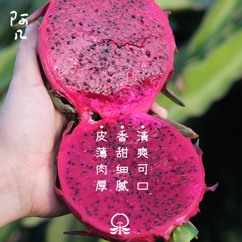 海边的沙地火龙果 绿色种植 香甜细腻 清爽可口 5.2斤 顺丰包邮
