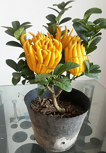 金佛手金华带果花卉带土简易盆