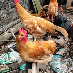 代购活体农家散养走地鸡新鲜现杀老品种母鸡正宗土公鸡乌骨月子鸡