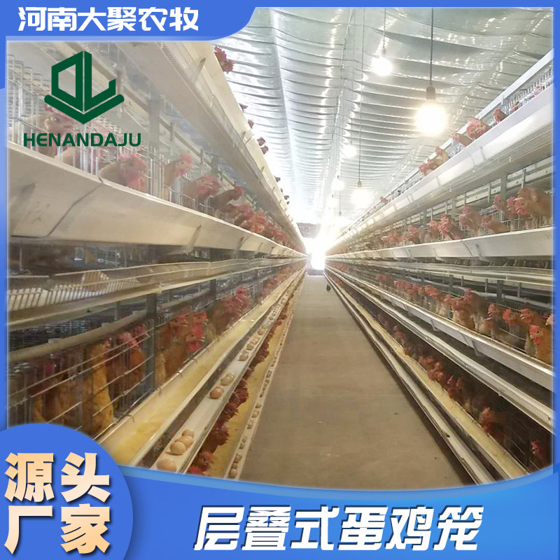 种蛋鸡全自动设备层叠阶梯鸡笼养殖场专用笼公鸡育雏笼自动化鸡笼