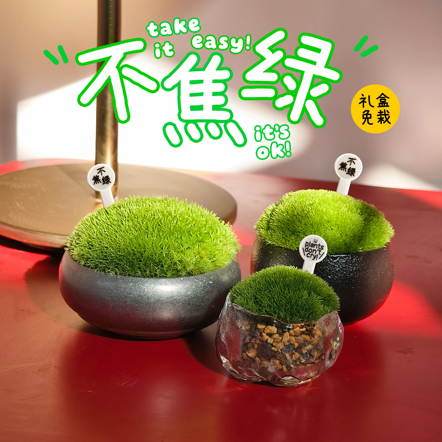 不焦绿苔藓盆栽/简单好养趣味植物/桌面茶几书房展厅售楼部微景观