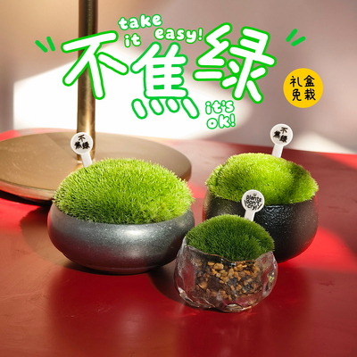 植物不哭苔藓微景观趣味懒人植物