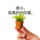 盆友别枯 很小但真 好可爱 迷你拇指盆栽苔藓创意桌面办公室定制